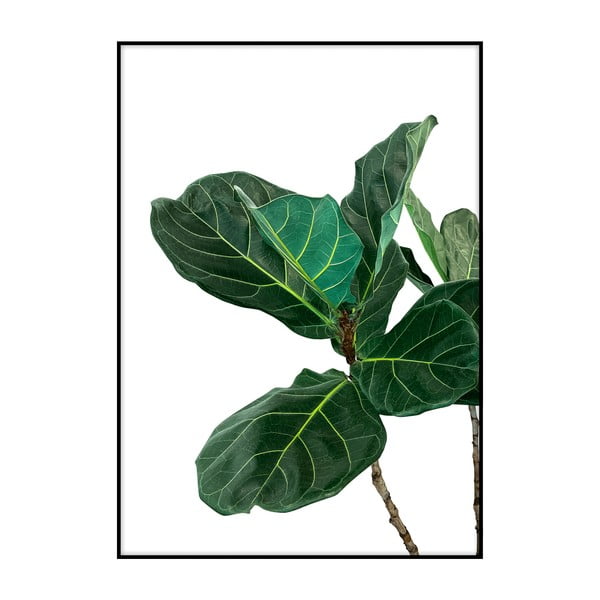 Plakát Imagioo Fig Tree Leaves, 40 x 30 cm