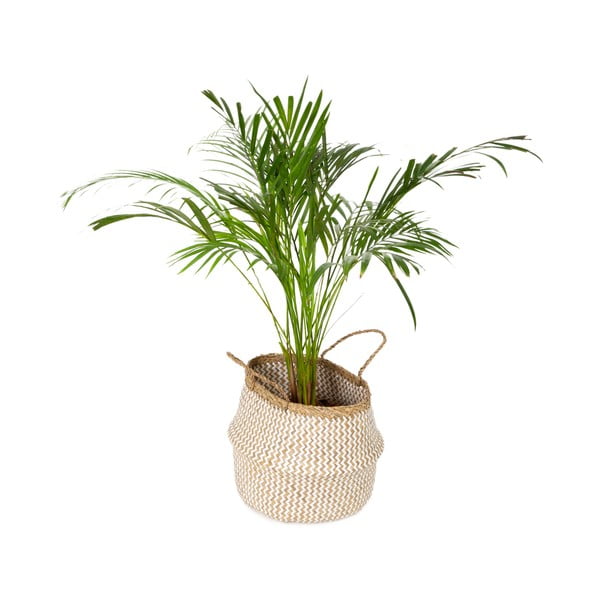 Světlý úložný košík z mořské trávy Compactor Zic Zac, ⌀ 35 cm-image-4