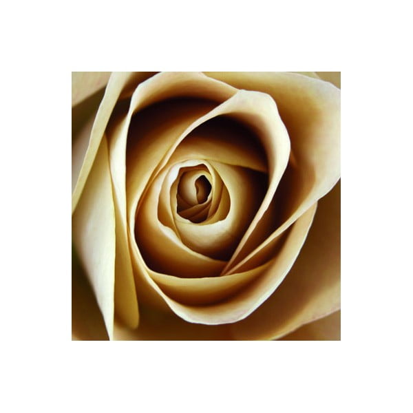 Obraz na skle Růže I, 20x20 cm