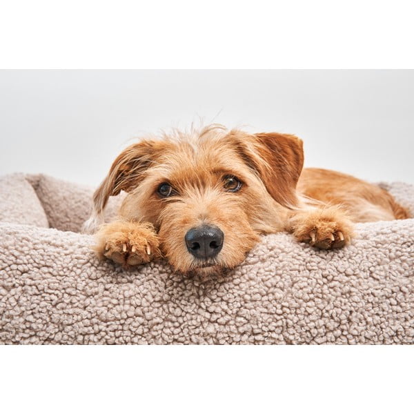 Béžový pelíšek pro psa z materiálu bouclé 71x91 cm Senso Greige M – MiaCara-image-1