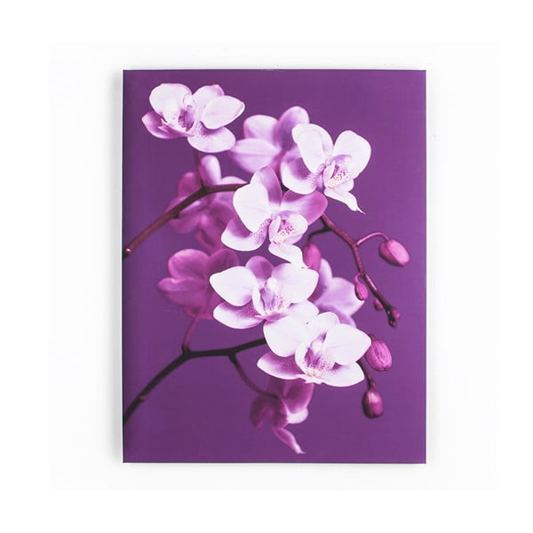 Obraz Graham & Brown Purpel Orchid, 60 x 80 cm