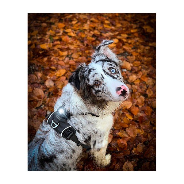 LED světlo na obojek Dark – Orbiloc-image-3