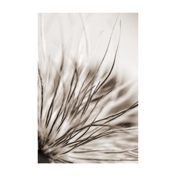 Fotoobraz Černobílá, 40x60 cm, exkluzivní edice
