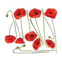 Sada samolepek na zeď Ambiance Vermeil Poppies, 60 x 70 cm