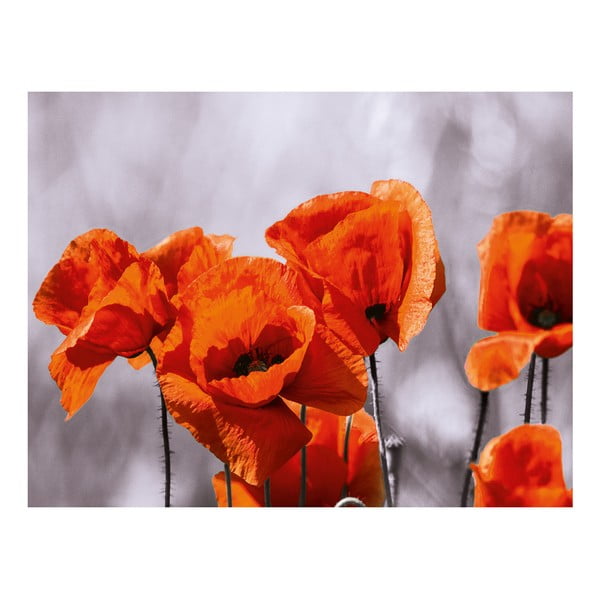 Skleněný obraz Red Spot Poppies 60x80 cm