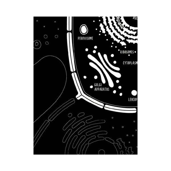 Sada 2 plakátů Follygraph Little & Big Biologist, 30 x 40 cm-image-3