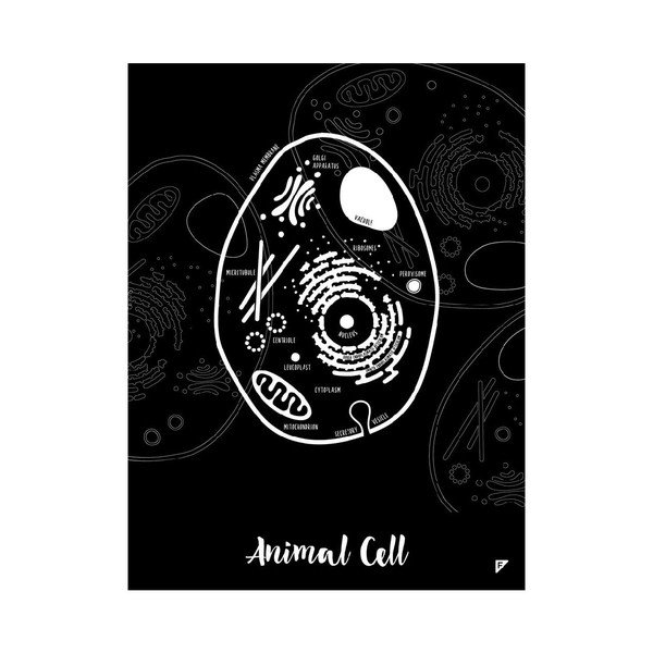 Sada 2 plakátů Follygraph Little & Big Biologist, 30 x 40 cm-image-1