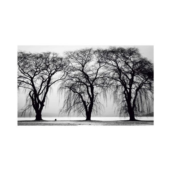 Obraz Black&White Trees, 41 x 70 cm