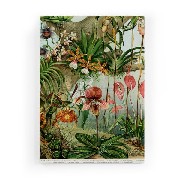 Obraz na plátně Surdic Jungle Flowers, 40 x 60 cm