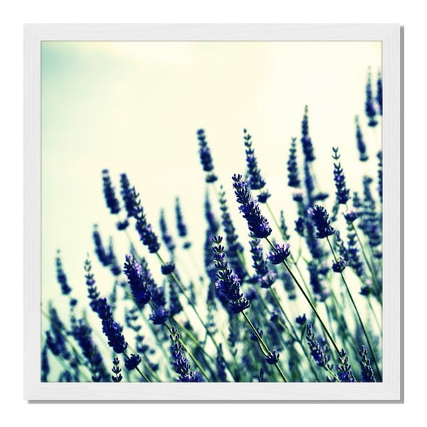 Obraz v rámu Liv Corday Provence Lavender Field, 40 x 40 cm