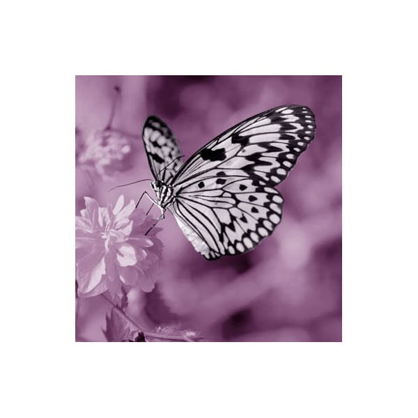 Obraz na skle Motýl III, 30x30 cm
