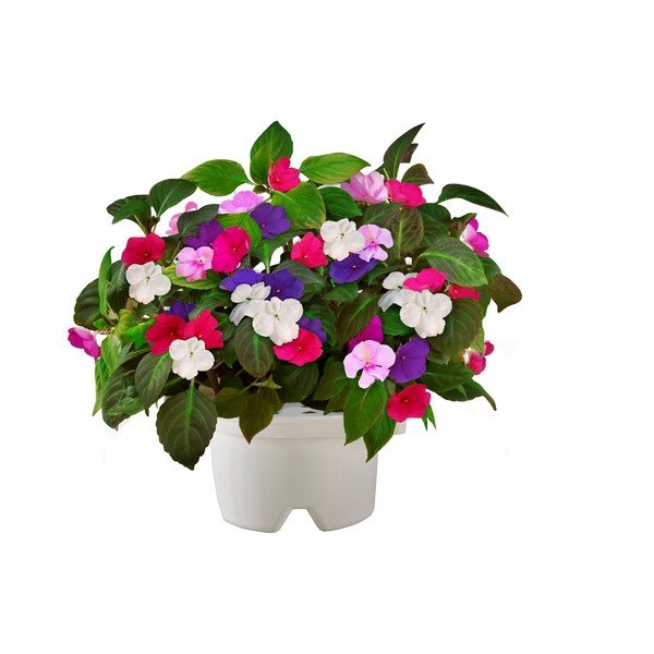 Startovací květináč Celosia + náhradní kazeta Netýkavka-image-2