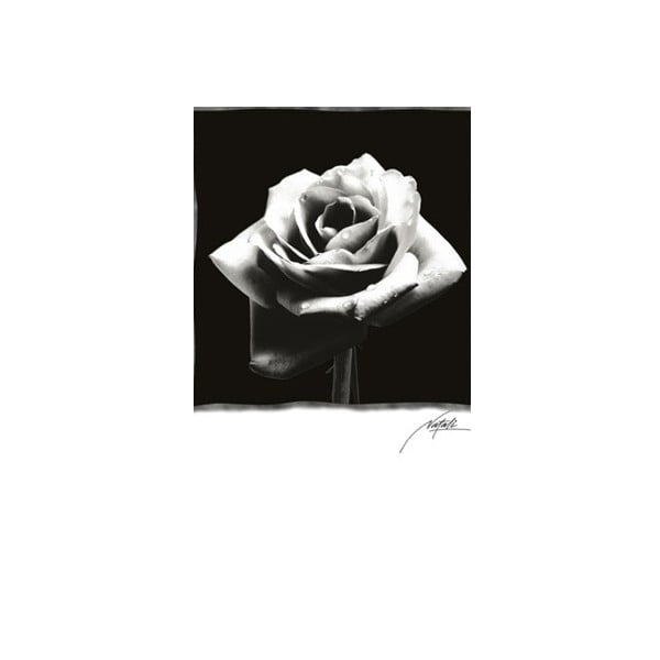 Fotoobraz Rose, 81x51 cm