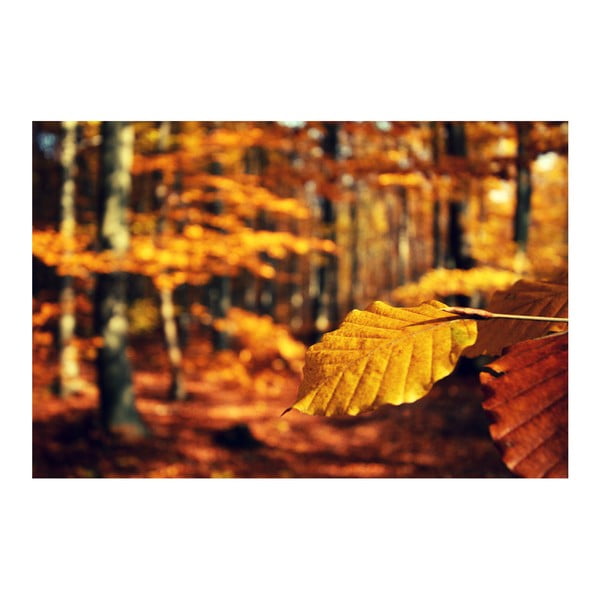 Fotoobraz Barvy podzimu I, 90x60 cm