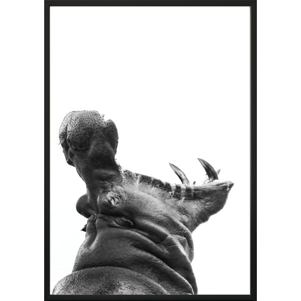 Plakát DecoKing Hippopotamus, 100 x 70 cm