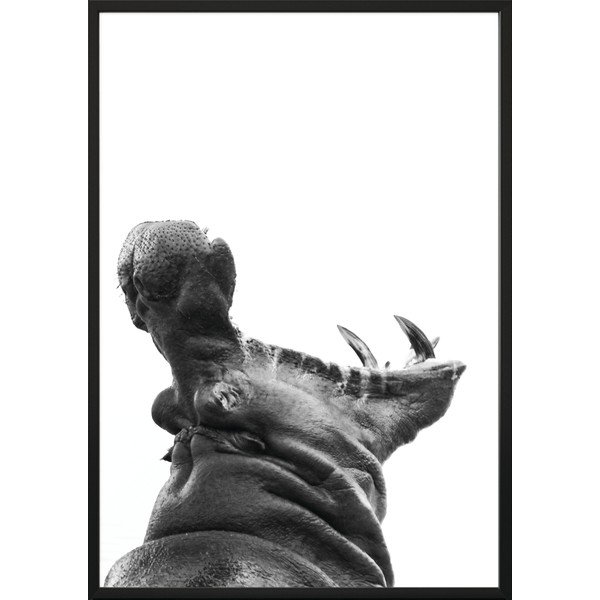 Plakát DecoKing Hippopotamus, 100 x 70 cm