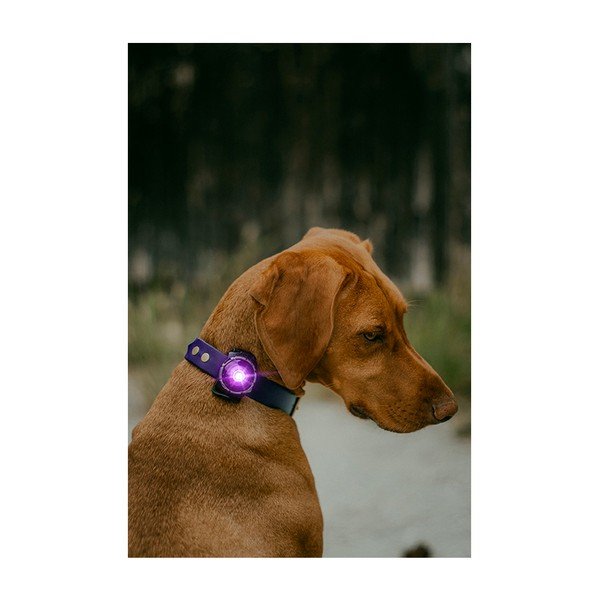 LED světlo na obojek Purple – Orbiloc-image-4