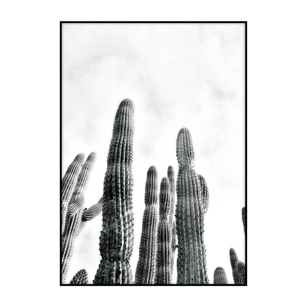 Plakát Imagioo Cactus No.2 , 40 x 30 cm