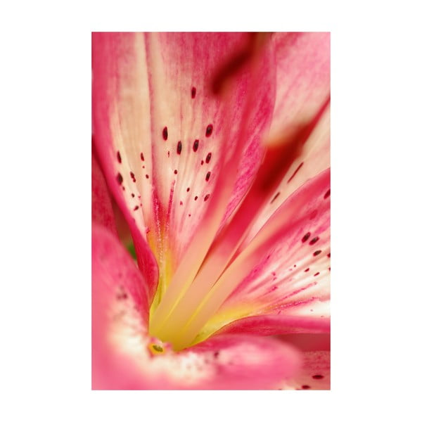 Fotoobraz Růžovožlutý květ, 40x60 cm, exkluzivní edice