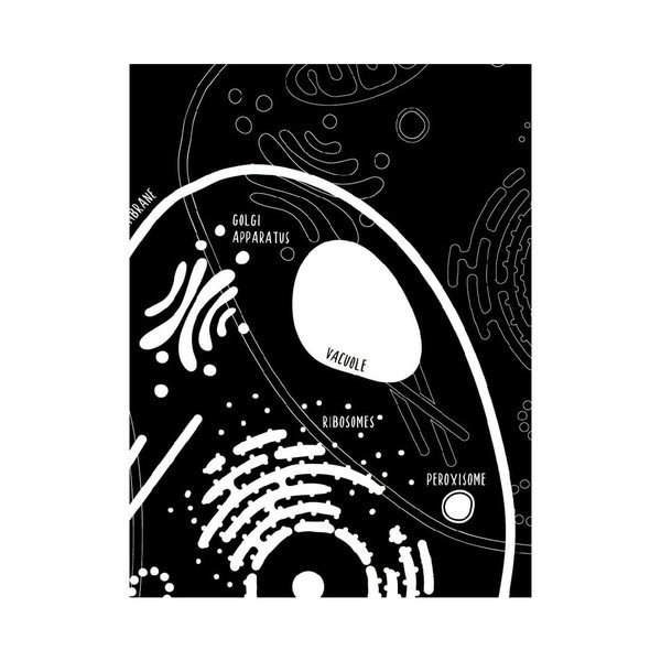 Sada 2 plakátů Follygraph Little & Big Biologist, 30 x 40 cm-image-4