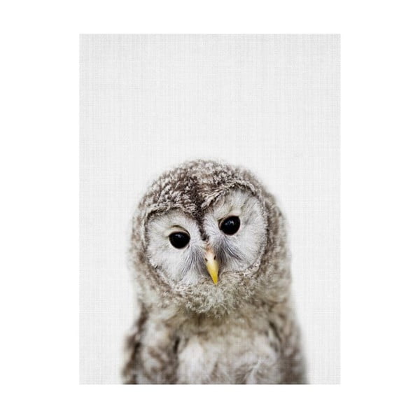 Plakát Blue-Shaker Baby Animals Owl, 30 x 40 cm