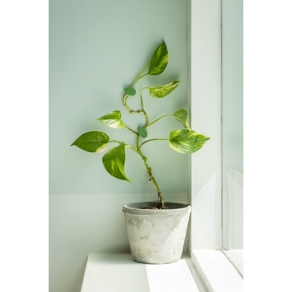 Podpěra rostlin z recyklovaného plastu 10 ks (výška 3 cm) – Esschert Design-image-1