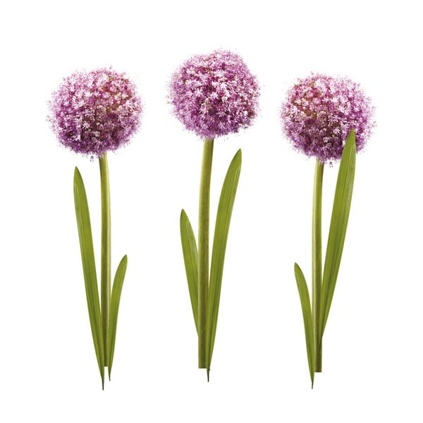 Samolepka Alliums-image-1