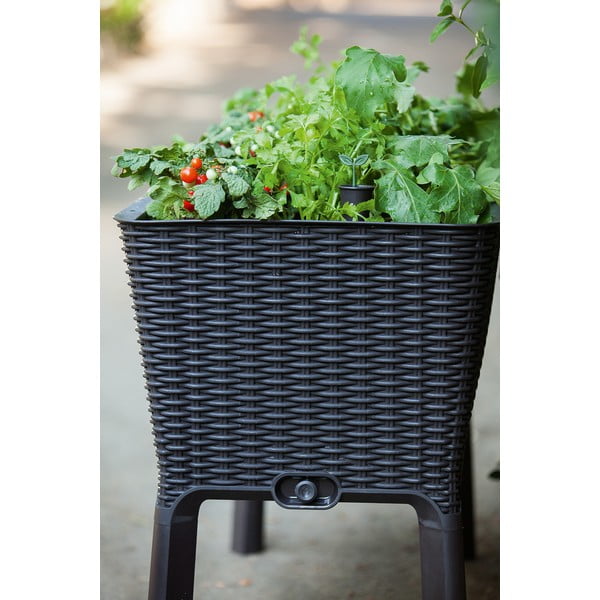 Truhlík Easy Grow – Keter-image-2