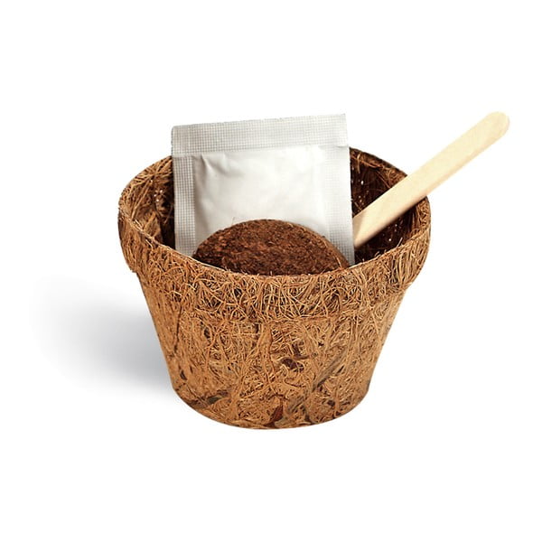 Pěstitelský set se semínky kávovníku Gift Republic Coffee Lover-image-1