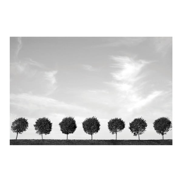 Fotoobraz Stromy u cesty, 90x60 cm