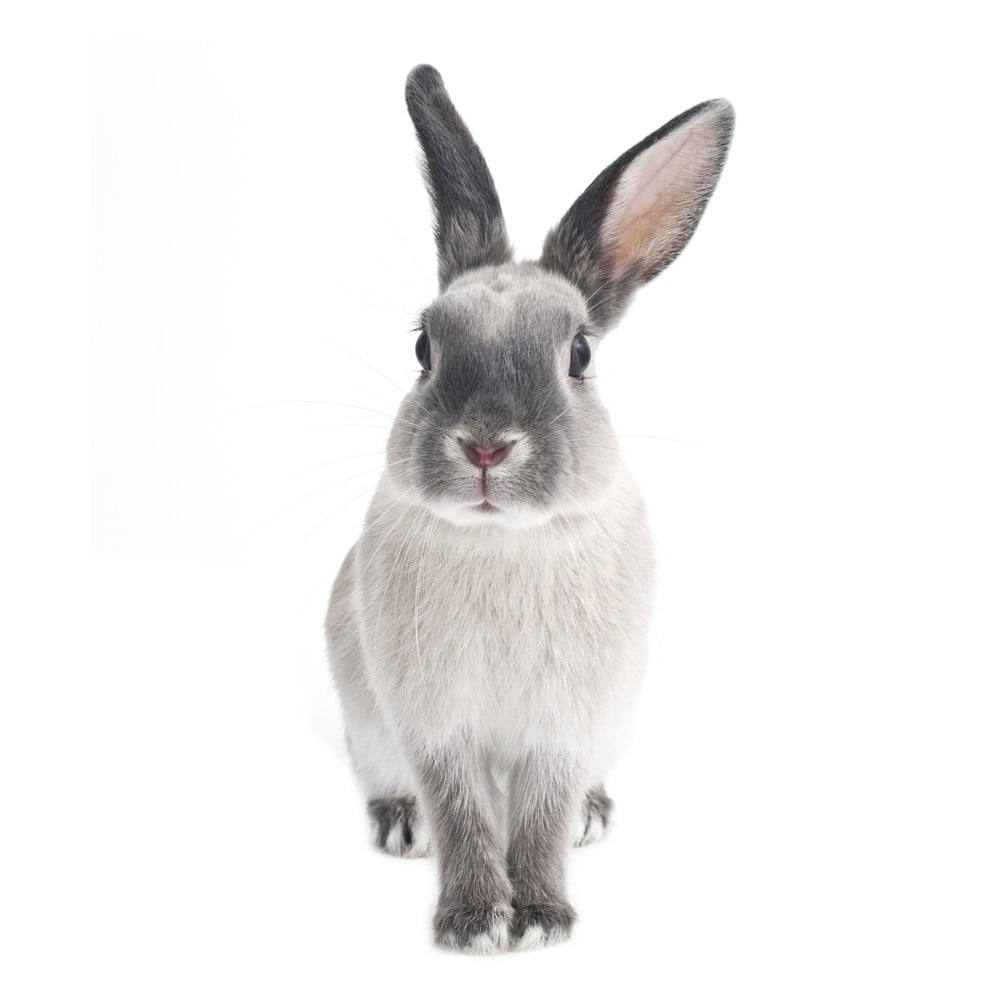 Nástěnná samolepka Dekornik Rabbit Harry, 50 x 103 cm