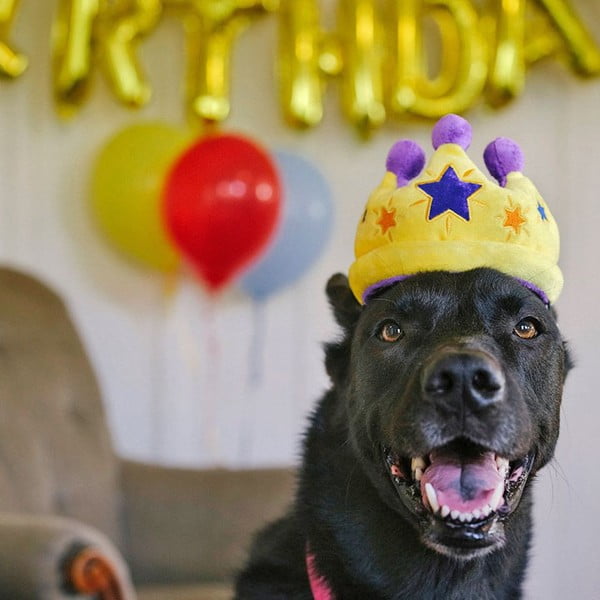 Hračka pro psa Královská koruna – P.L.A.Y.-image-1