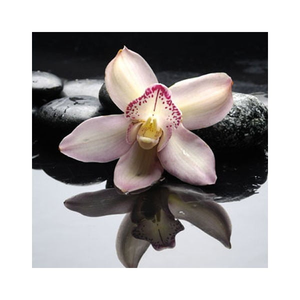 Obraz na skle Orchidej Zen II, 50x50 cm