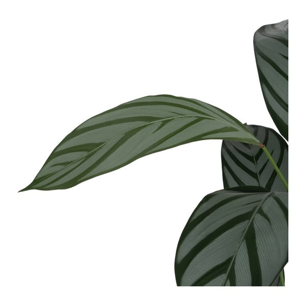Umělá rostlina (výška 150 cm) Calathea – Ixia-image-3