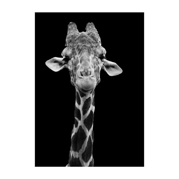 Plakát Imagioo Giraffe, 40 x 30 cm