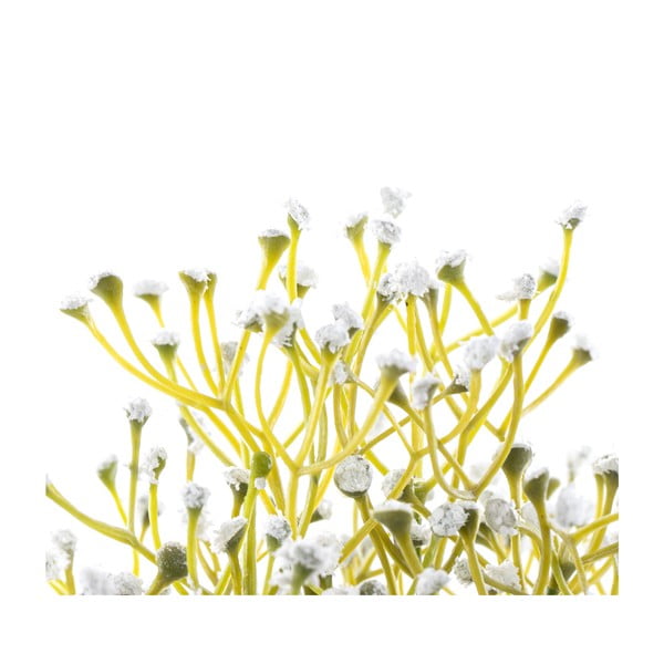 Umělá rostlina (výška 27 cm) Babi – Restilo-image-2