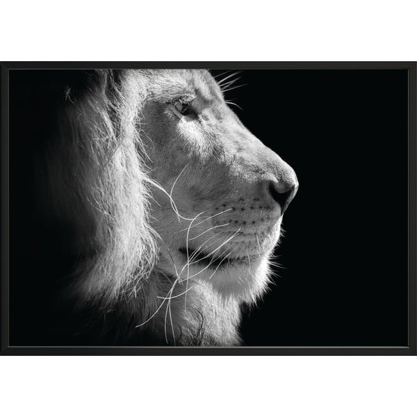 Černo-bílý plakát DecoKing Lion King, 50 x 40 cm
