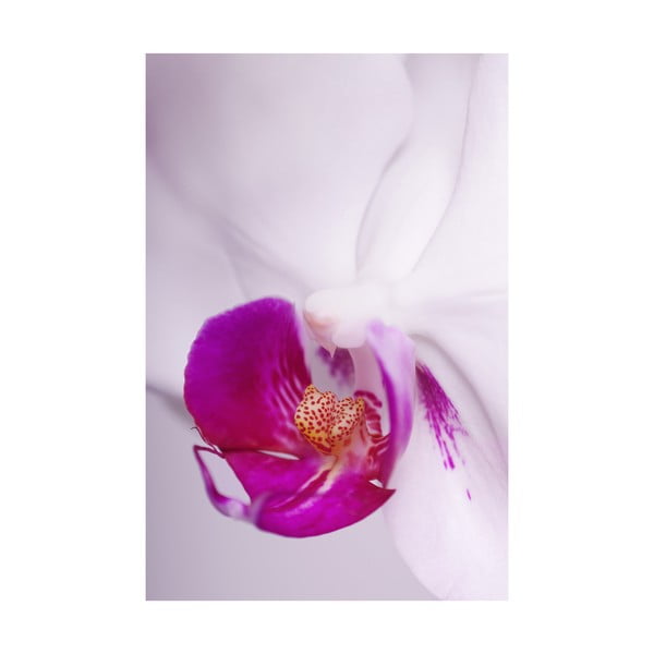 Fotoobraz Růžový květ, 40x60 cm, exkluzivní edice