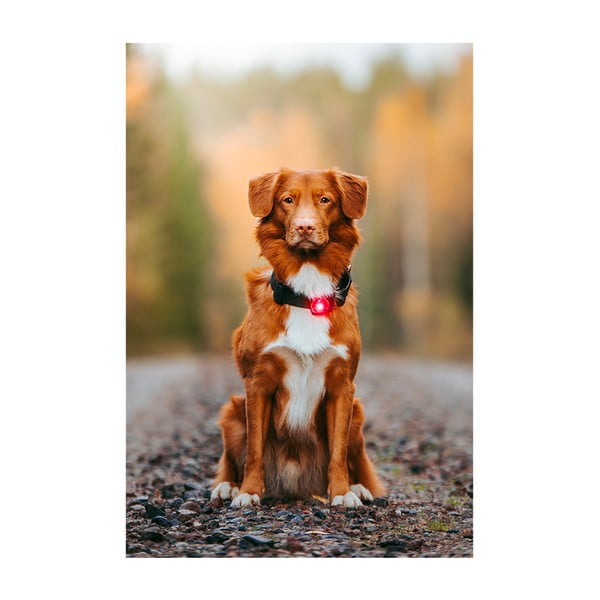 LED světlo na obojek Red – Orbiloc-image-3