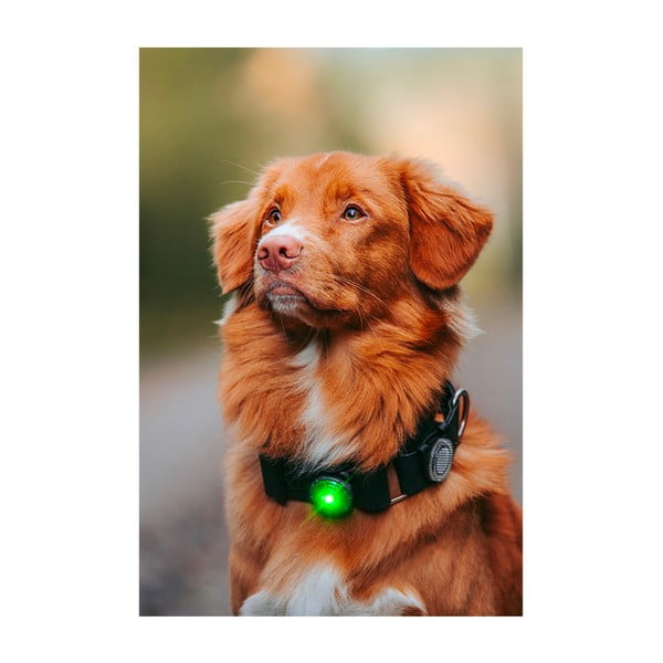 LED světlo na obojek Green – Orbiloc-image-4