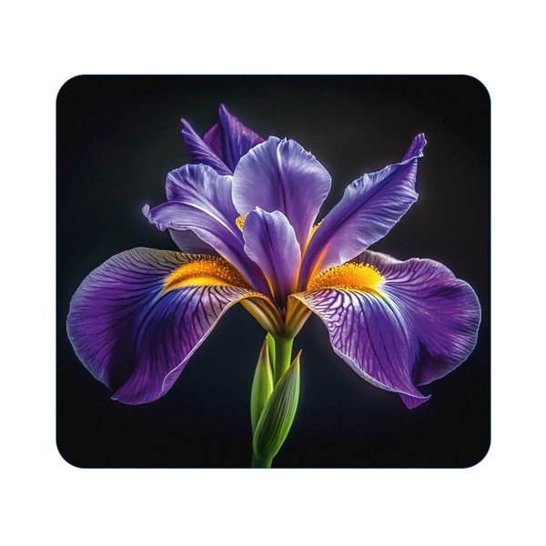 Kryt na zeď u sporáku z tvrzeného skla 50x56 cm Iris – Wenko