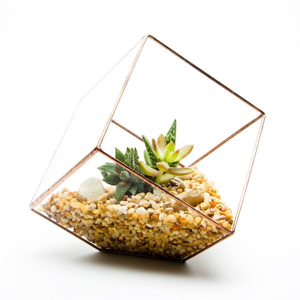 Terárium s rostlinami Urban Botanist Cube Terrarium, světlý rám