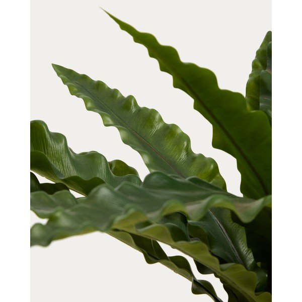 Umělý sukulent (výška 70 cm) Neottopteris – Kave Home-image-3