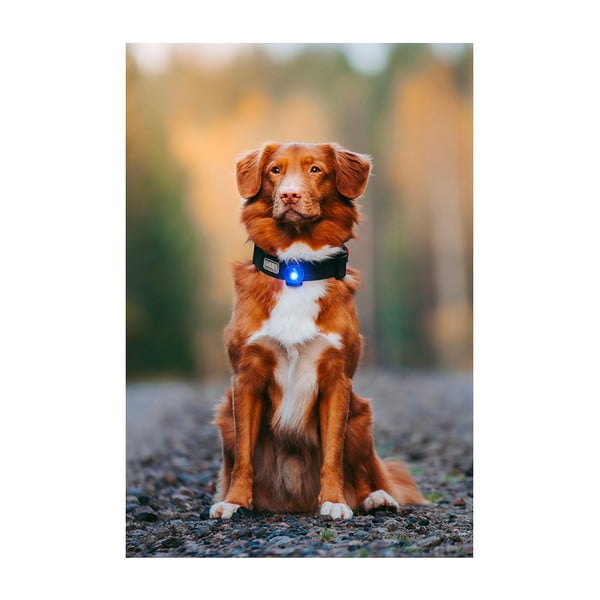 LED světlo na obojek Blue – Orbiloc-image-4