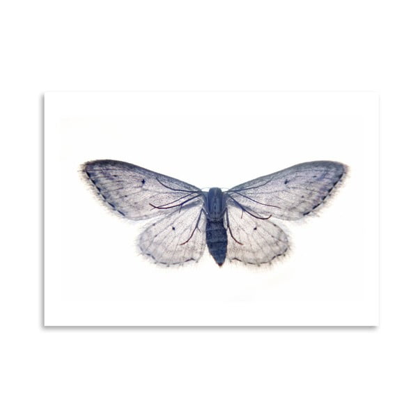 Plakát Americanflat Butterfly In Blue, 30 x 42 cm