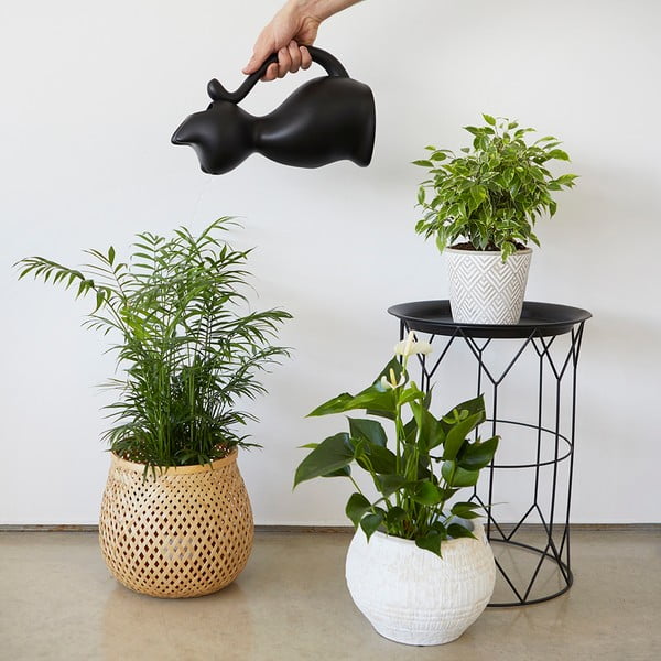 Plastová konvička na zalévání 2 l Meow – Balvi-image-2