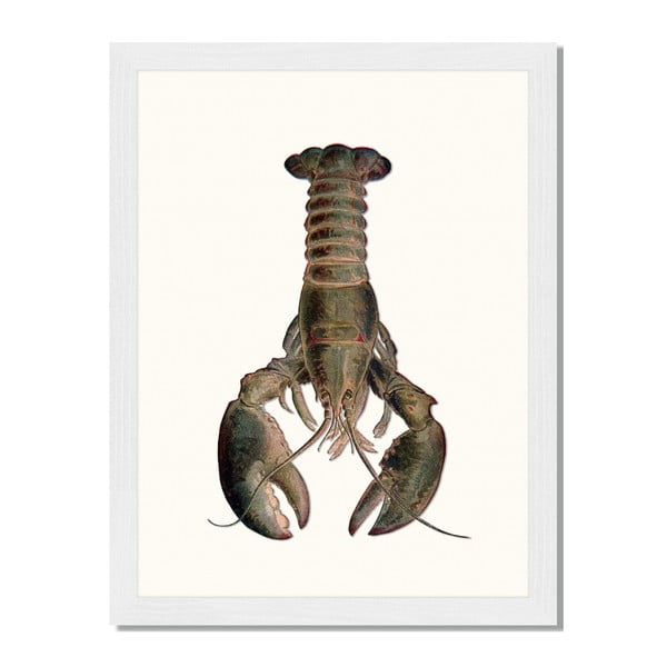 Obraz v rámu Liv Corday Asian Lobster, 30 x 40 cm