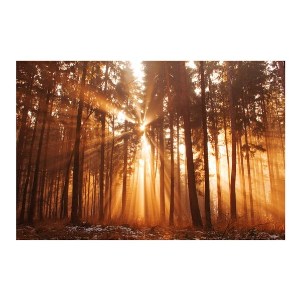 Fotoobraz Les v ranním slunci, 90x60 cm