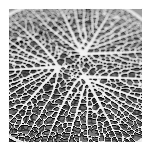 Brož Xylem-image-2