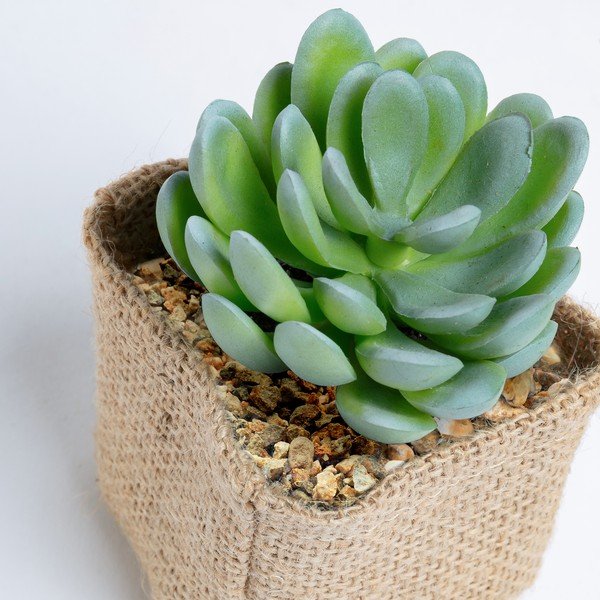 Umělý sukulent Kave Home Pachyphytum-image-1